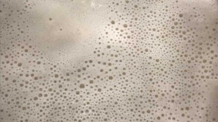 Pizza e focaccia Home 31 Li.co.li. o Licoli Lievito madre liquido